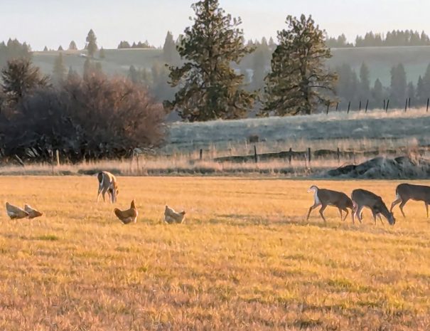 Deer