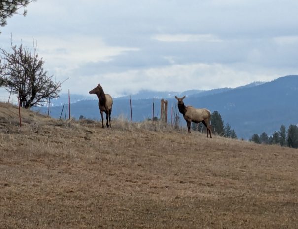 Elk
